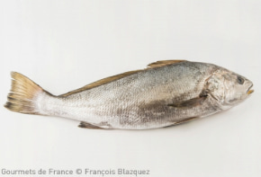 Maigre sauvage pêché dans le Golfe de Gascogne