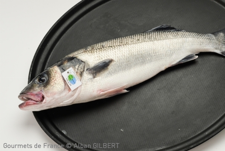 Bar sauvage pêché dans le golfe de Gascogne