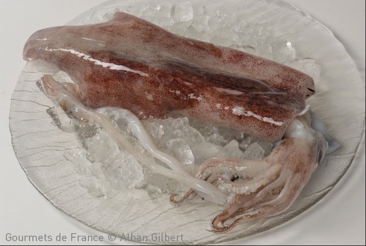 Calmar pêché dans le Golfe de Gascogne