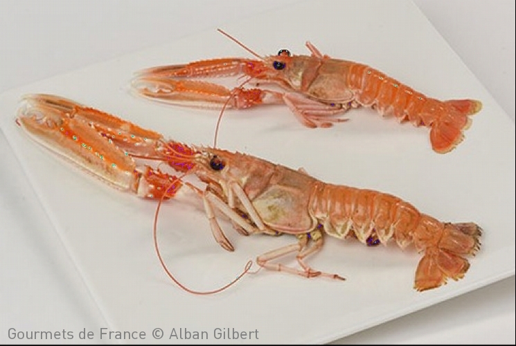 Langoustines vivantes de la Côtinière