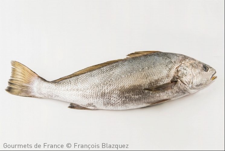 Maigre sauvage pêché dans le Golfe de Gascogne