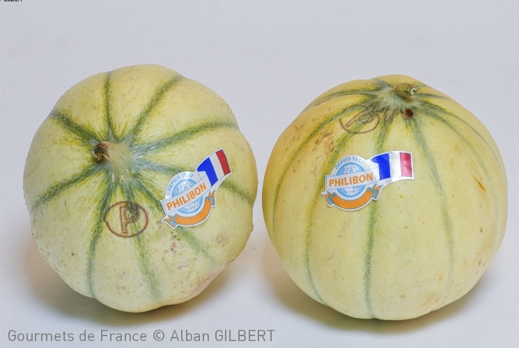 Melon Charentais Jaune Philibon