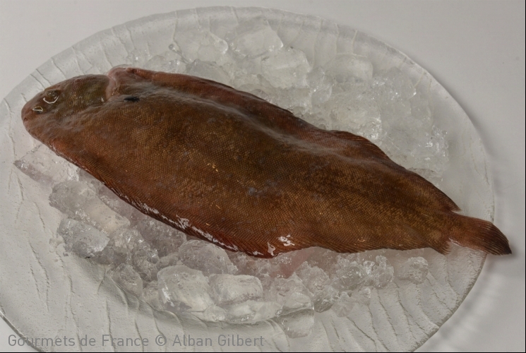 Sole pêchée dans le Golfe de Gascogne