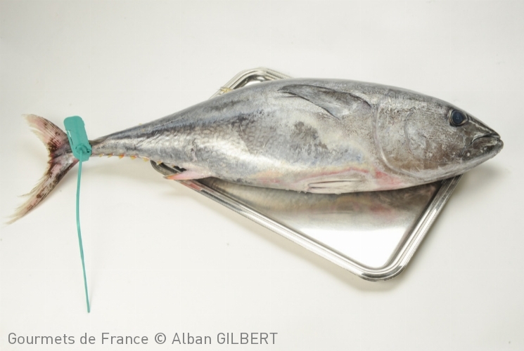 Thon rouge pêché à la canne dans le golfe de Gascogne