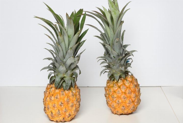 Ananas Victoria de l'île de la Réunion