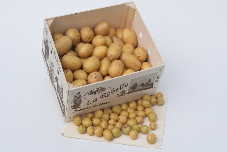 La REBELLE - POMME DE TERRE PENNI