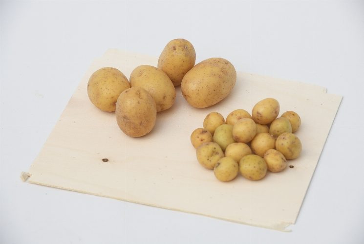 La REBELLE - POMME DE TERRE QUEEN ANNE
