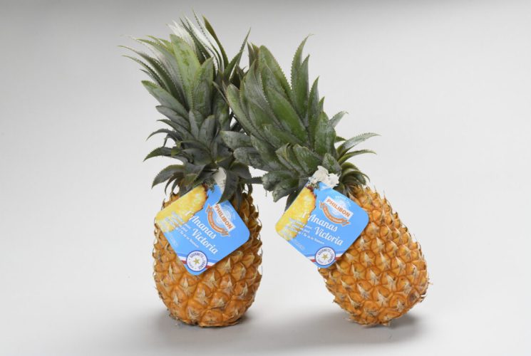 Agence marketing produits alimentaires évaluation à l’aveugle Gourmets de France BOYER - Ananas Victoria Ile De La Réunion