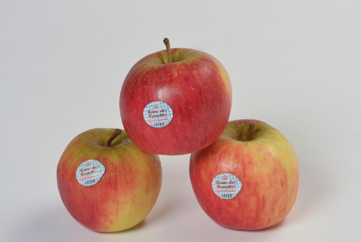 POMMES reine des reinettes