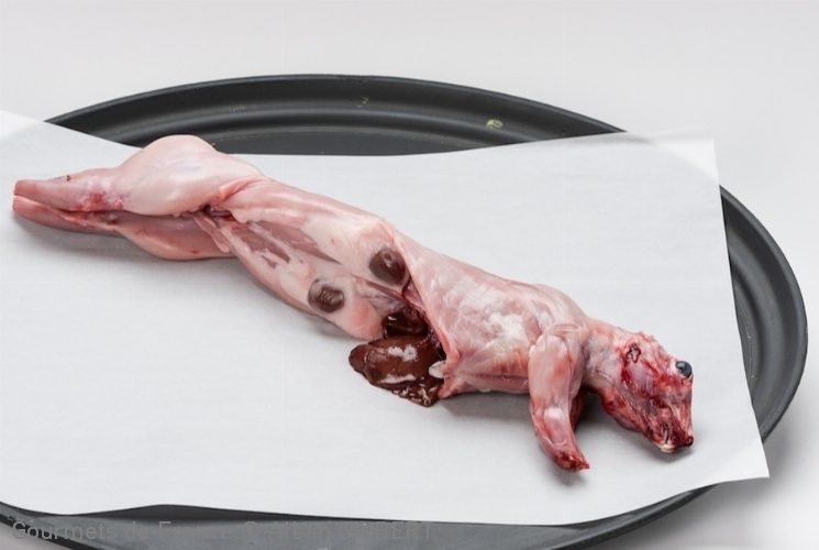 lapin-rex-poitou