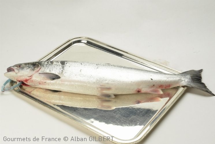 saumon-adour-poisson
