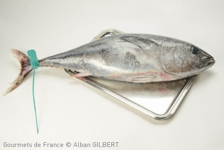 thon-glofe-gascogne